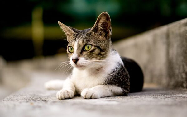gatito veterinarios madrid